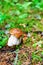 Young boletus in the forest