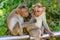 Young Bonnet Macaques sitting on the steel railing of  bridge