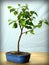 Young bonsai