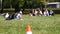 A young border collie dog of black and white color runs frisbee after a flying saucer in summer in a clearing covered