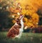 Young border collie dog playing with leaves in autumn