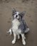 Young border collie dog sitting on hind legs on the shore