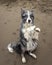 Young border collie dog sitting on hind legs on the shore