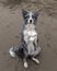 Young border collie dog sitting on hind legs on the shore