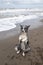 Young border collie dog sitting on hind legs on the shore