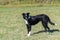 Young border collie on grass lawn, waiting to play on a sunny day