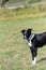 Young border collie on grass lawn, waiting to play on a sunny day