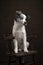 Young border collie puppy looking away sitting on a brown wooden chair on a brown classic still life background