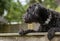 A young Borderpoo dog looking over a garden fence