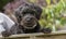 A young Borderpoo dog looking over a garden fence