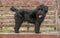 A young Borderpoo dog standing on a seat in the park