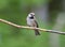 Young Boreal Chickadee in Alaska