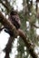 Young Boreal owl in the forest.