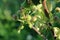 Young born green fruit apples on a tree branch