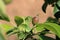 Young born green fruit apples on a tree branch