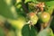 Young born green fruit apples on a tree branch