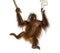 Young Bornean orangutan hanging on to a branch and rope