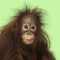 Young Bornean orangutan looking at the camera, Pongo pygmaeus