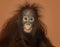 Young Bornean orangutan looking impressed, Pongo pygmaeus