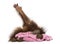 Young Bornean orangutan lying, cuddling a pink towel