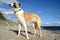 Young Borzoi dog at the sea