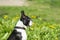 A young Boston Terrier dog close-up portrait