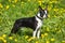 A young Boston Terrier dog in a grass field