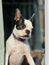 Young Boston Terrier dog looking out of a window seen from the outside looking in. Her distinctive ears are pointing upwards