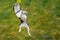 Young Boston Terrier puppy jumping at full stretch for a tennis ball. She is outside playing on the grass