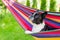 Young boston terrier relaxing on a hammock
