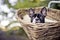 Young Boston Terrier riding in basket on Bicycle