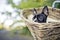 Young Boston Terrier riding in basket on Bicycle