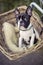 Young Boston Terrier riding in basket on Bicycle