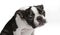 Young Boston Terrier in studio. Funny facial expression. Purebred Boston Terrier