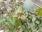 Young bougainvillea leaves