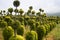 Young boxwood shrubs growing in a nursery