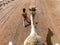 Young boy at the age of 7 have to work in the tourist industry. He is holing the rein of the camel, Sharm El Sheikh, Egypt