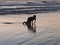 A young boy on all fours playing and enjoying alone the wet and reflecting sand at sunset time at Parangtritis Beach, Java, Indone