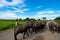 Young boy with buffaloes