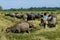 Young boy carry food to feed the buffalos in the rice field