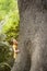 Young Boy Climbing Large Tree