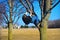 Young Boy Climbing Tree