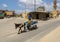 Young boy directing a donkey pulling a wooden cart transporting his mother in Siwa, Egypt.