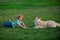 Young boy and dog lying on the grass together. Fun games with husky dog on summer vacation.