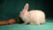 Young boy feeds his pet; white rabbit. child wants to become a veterinarian