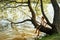 Young boy is fishing while sitting on a tree branch over a river