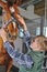 Young boy is grooming the horse