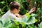 A young boy is harvesting raspberries from a Bush in the countryside