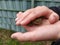 Young boy holding a green toad in his child hands with animal care to rescue his little amphibian friend with his european fingers