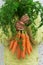 Young boy, kid child hands with homegrown harvest of carrots